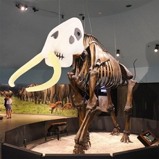 Mammoth Skull