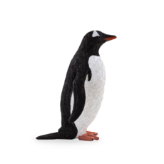 Gentoo Penguin