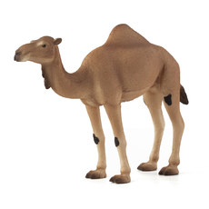 Arabian Camel