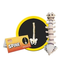 Spine