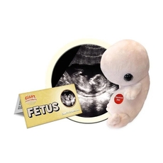 Fetus