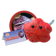 Placenta