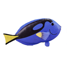 Blue Tang Fish