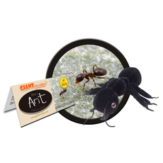 Black Ant