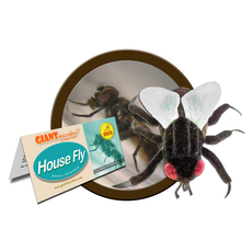 House Fly