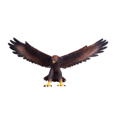 Golden Eagle