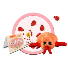 Bed Bug