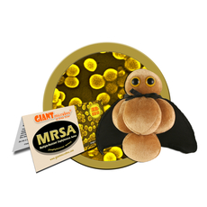 MRSA