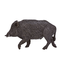 Wild Boar