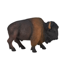 American Bison / Buffalo