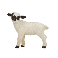 Black Faced Lamb Standing