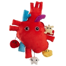 XL Heart (Heart Organ) XL Size With Minis