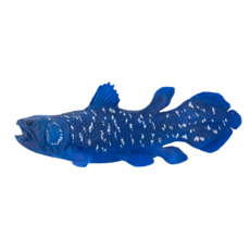 Coelacanth