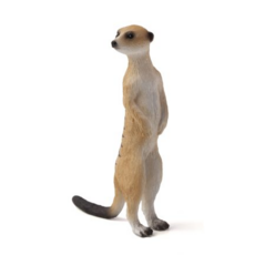 Meerkat