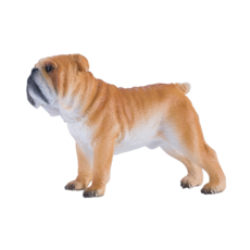 English Bulldog