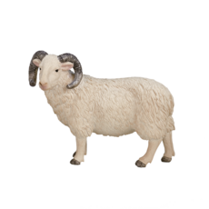 Sheep (Ram)