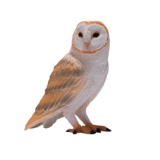 Barn Owl