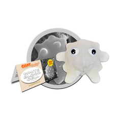 White Blood Cell