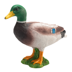 Mallard Duck