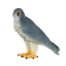 Peregrine Falcon