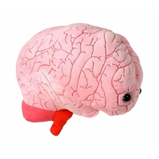 Brain organ