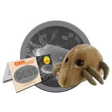 Dust Mite