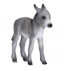 Donkey Foal