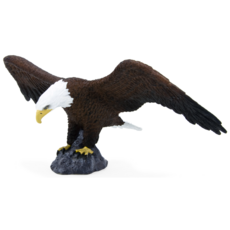 American Bald Eagle