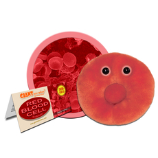 Red Blood Cell
