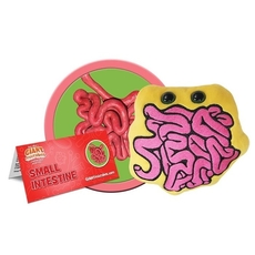 Small Intestine