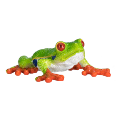 Red Eyed Tree Frog