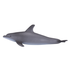 Bottlenose Dolphin