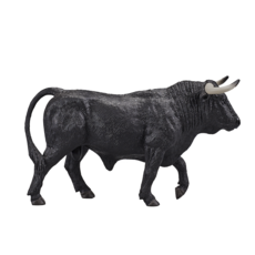 Spanish Bull