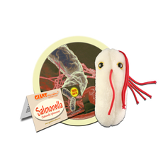 Salmonella