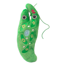 Euglena