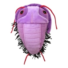 Trilobite