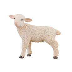 Lamb Standing