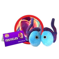 Testicles