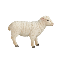 Sheep (Ewe)