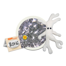 Bone Cell