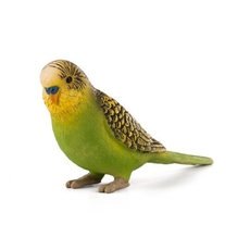 Budgerigar Green