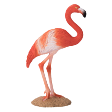 American Flamingo