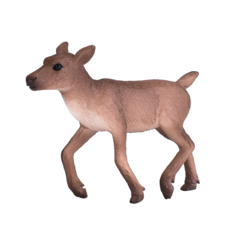 Reindeer Calf