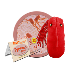 Typhoid Fever