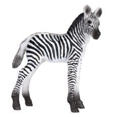 Zebra Foal