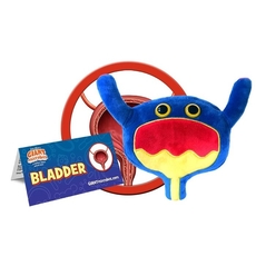 Bladder