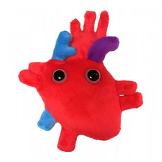 Heart (Heart Organ)