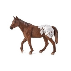 Appaloosa Stallion Chestnut